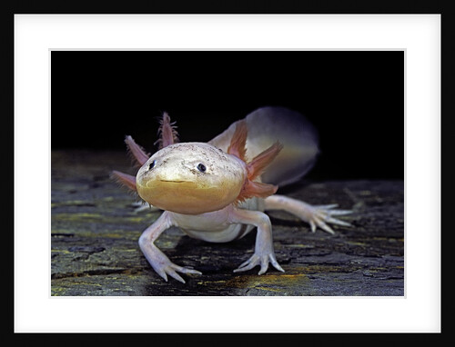 Ambystoma mexicanum f. leucistic (axolotl) by Anonymous