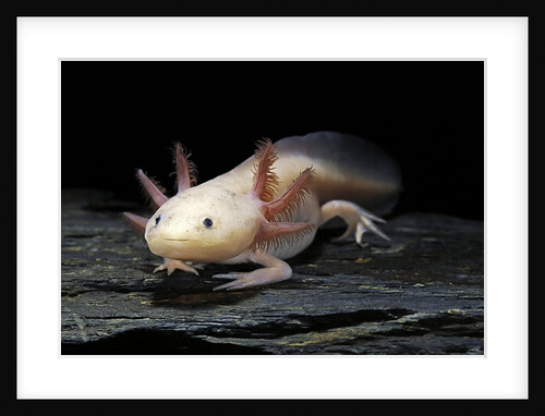 Ambystoma mexicanum f. leucistic (axolotl) by Anonymous