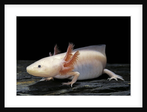 Ambystoma mexicanum f. leucistic (axolotl) by Anonymous