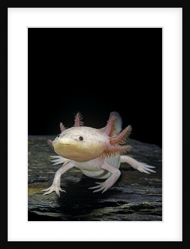 Ambystoma mexicanum f. leucistic (axolotl) by Anonymous