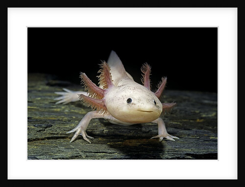 Ambystoma mexicanum f. leucistic (axolotl) by Anonymous