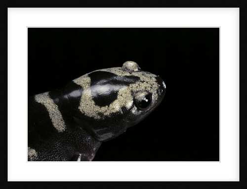 Ambystoma opacum (marbled salamander) by Anonymous