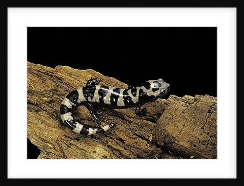 Ambystoma opacum (marbled salamander) by Anonymous