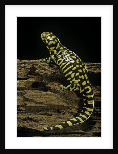 Ambystoma tigrinum tigrinum (tiger salamander) by Anonymous