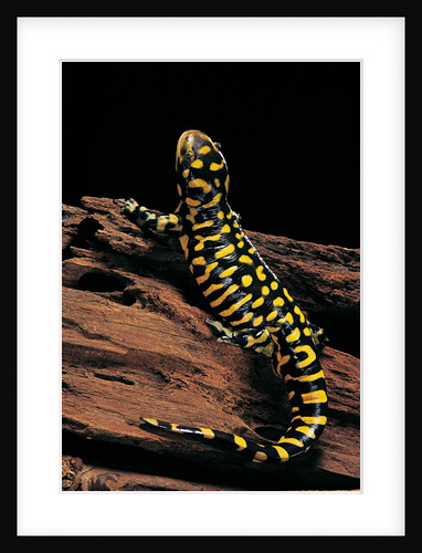 Ambystoma tigrinum tigrinum (tiger salamander) by Anonymous