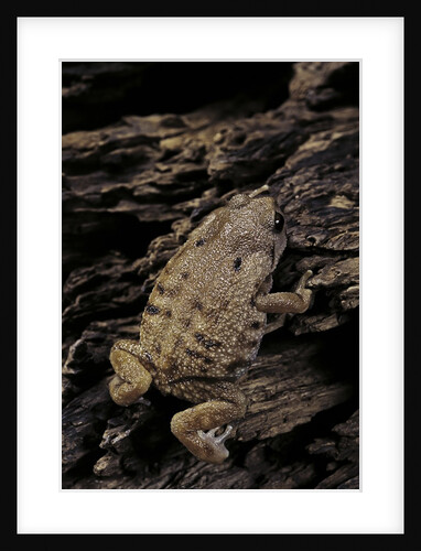 Arthroleptis (squeaking frogs) by Anonymous