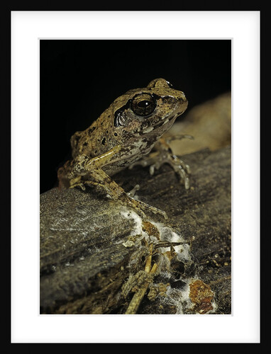 Arthroleptis stenodactylus (savanna squeaking frog) by Anonymous