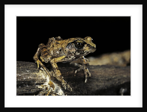 Arthroleptis stenodactylus (savanna squeaking frog) by Anonymous