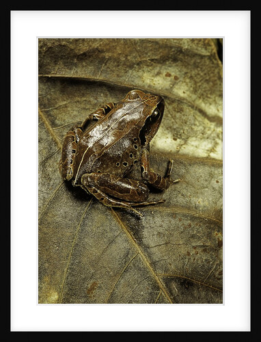 Arthroleptis variabilis (buea screeching frog) by Anonymous