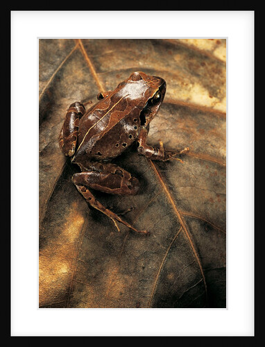 Arthroleptis variabilis (buea screeching frog) by Anonymous