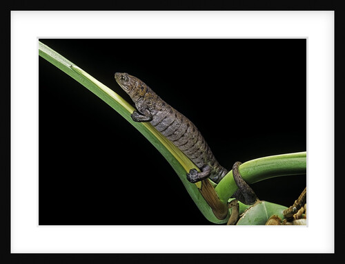 Bolitoglossa dofleini (giant palm salamander, alta Verapaz salamander) by Anonymous