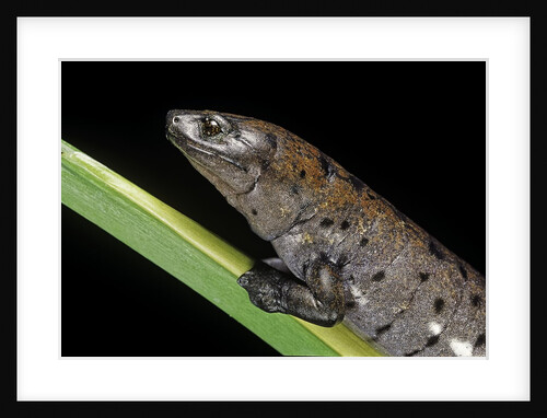 Bolitoglossa dofleini (giant palm salamander, alta Verapaz salamander) by Anonymous