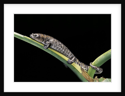 Bolitoglossa dofleini (giant palm salamander, alta Verapaz salamander) by Anonymous