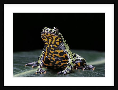 Bombina orientalis (oriental fire-bellied toad) by Anonymous