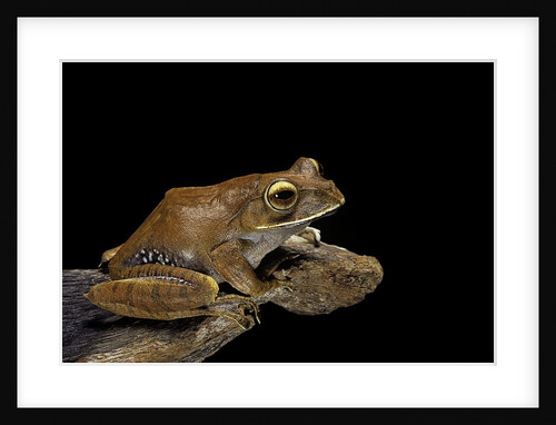 Boophis madagascariensis (Madagascar bright-eyed frog) by Anonymous