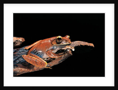 Boophis madagascariensis (Madagascar bright-eyed frog) by Anonymous