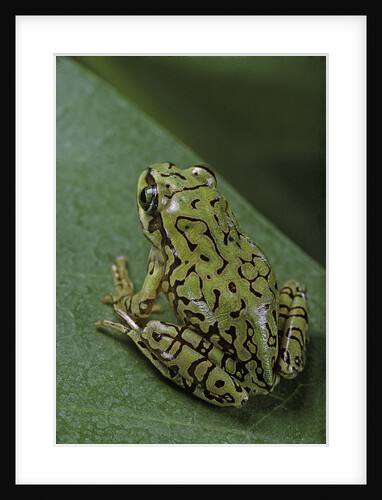 Boophis microtympanum (imerina bright-eyed frog) by Anonymous