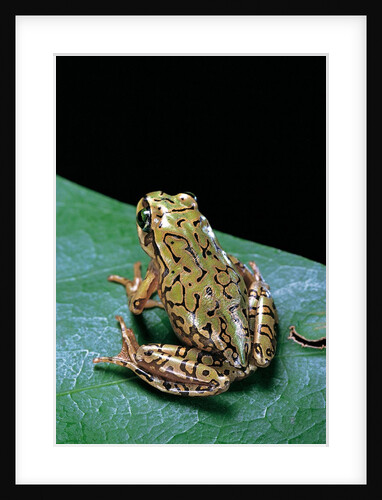 Boophis microtympanum (imerina bright-eyed frog) by Anonymous