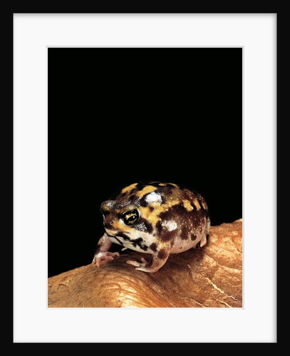Breviceps adspersus (common rain frog, Transvaal short-headed frog) by Anonymous