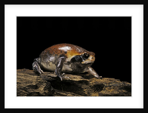 Breviceps mossambicus (flat-face frog, Mozambique rain frog) by Anonymous
