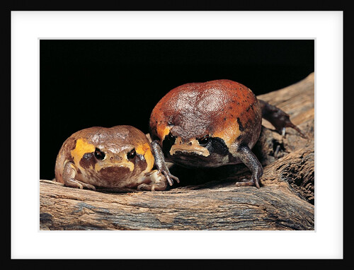Breviceps mossambicus (flat-face frog, Mozambique rain frog) by Anonymous