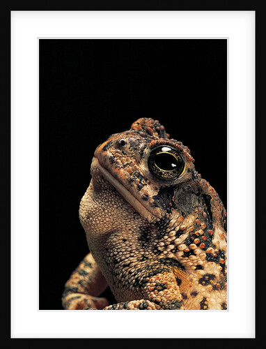 Bufo americanus (eastern american toad) by Anonymous