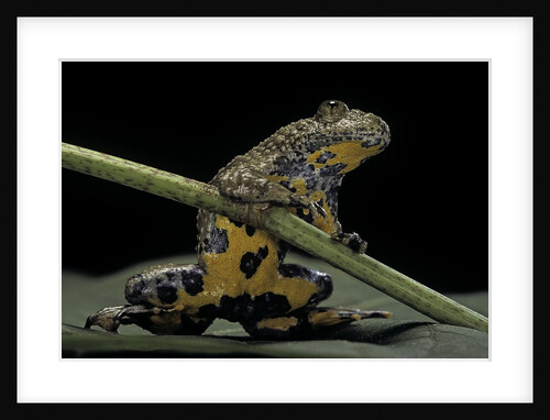 Bombina variegata (yellow-bellied toad) by Anonymous