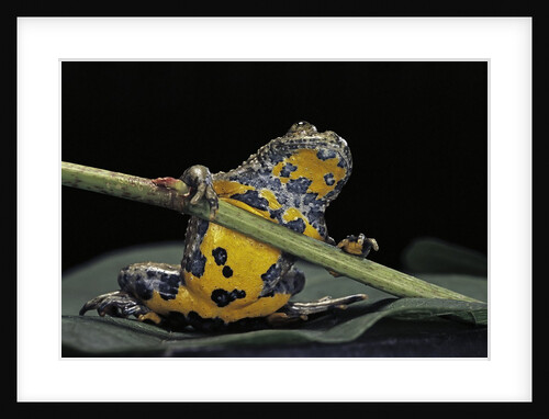Bombina variegata (yellow-bellied toad) by Anonymous