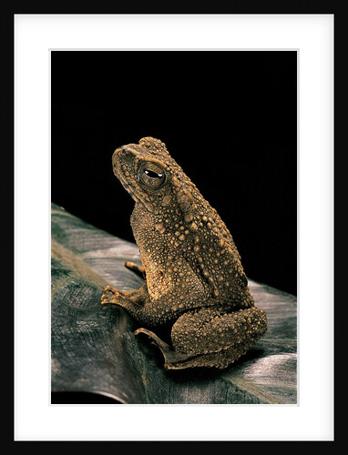 Bufo asper (river toad, Kodok Puru Besar) by Anonymous