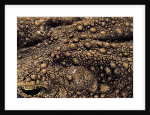 Bufo asper (river toad, Kodok Puru Besar) by Anonymous