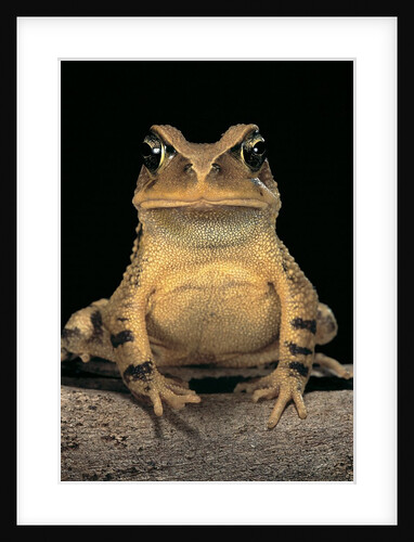 Bufo brauni (dead-leaf toad) by Anonymous