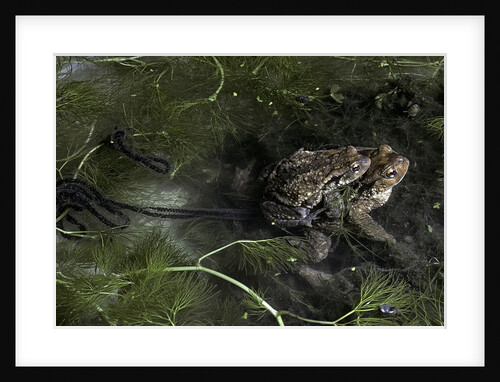 Bufo bufo (european toad, common toad) - mating by Anonymous