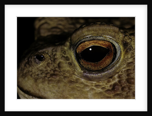 Bufo bufo (european toad, common toad) - eye by Anonymous