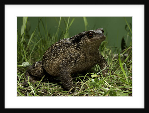 Bufo bufo (european toad, common toad) by Anonymous