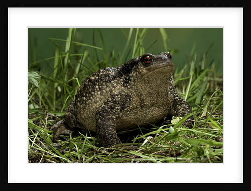 Bufo bufo (european toad, common toad) by Anonymous