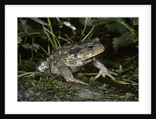 Bufo bufo (european toad, common toad) by Anonymous