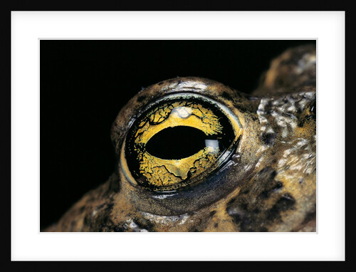 Bufo calamita (natterjack toad) - eye by Anonymous