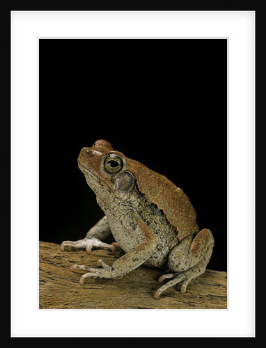 Schismaderma carens (red toad) by Anonymous