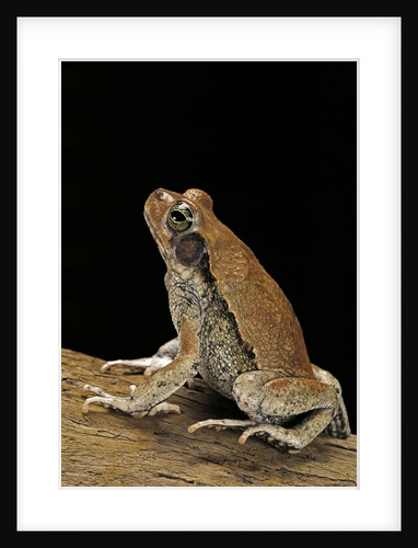 Schismaderma carens (red toad) by Anonymous