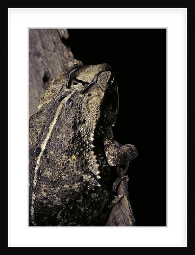 Incilius cavifrons (mountain toad) by Anonymous