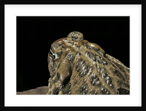 Anaxyrus cognatus (great plains toad) by Anonymous