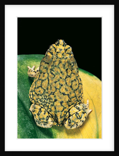 Anaxyrus debilis (green toad) by Anonymous