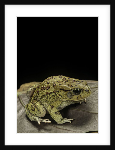 Amietophrynus garmani (Garman's toad) by Anonymous