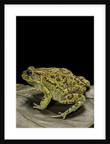 Amietophrynus garmani (Garman's toad) by Anonymous