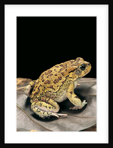 Amietophrynus garmani (Garman's toad) by Anonymous