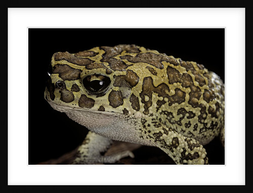 Bufo mauritanicus (berber toad) by Anonymous