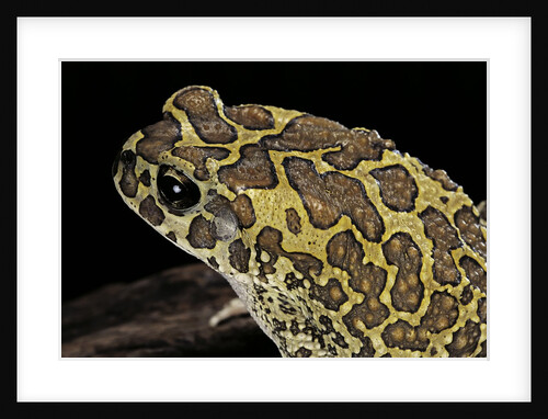 Bufo mauritanicus (berber toad) by Anonymous