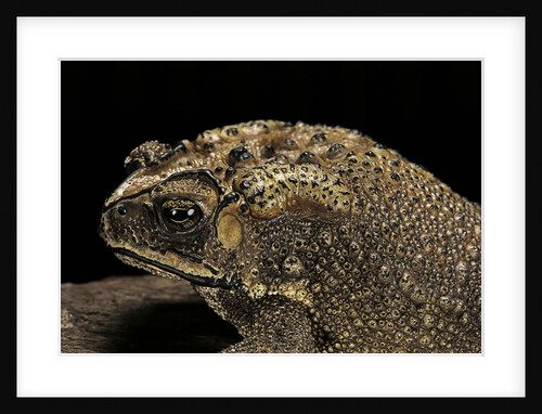 Duttaphrynus melanostictus (spectacled toad) by Anonymous