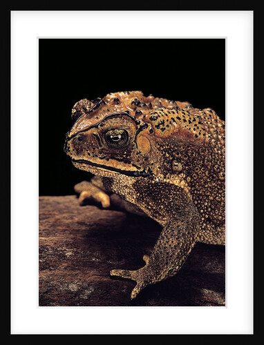 Duttaphrynus melanostictus (spectacled toad) by Anonymous