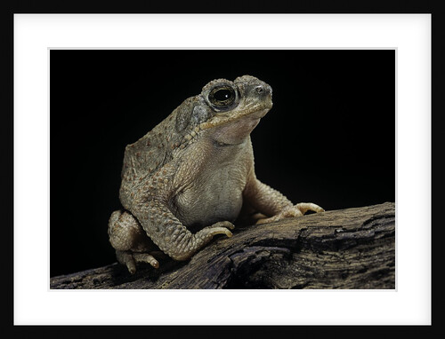 Anaxyrus punctatus (red-spotted toad) by Anonymous